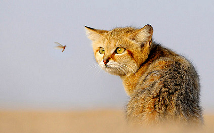 Концентрация