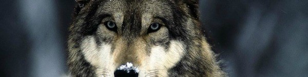 Утешительный марафон от “Дукалиса”: $2 500 за 8 дней на NL25