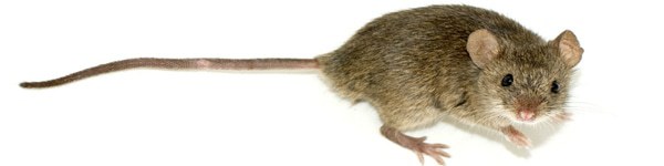 Онлайн покер без мышки