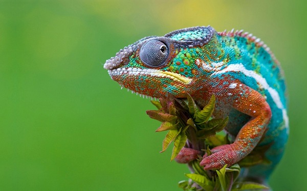 chameleon