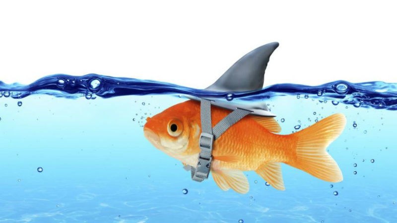 покерный фиш