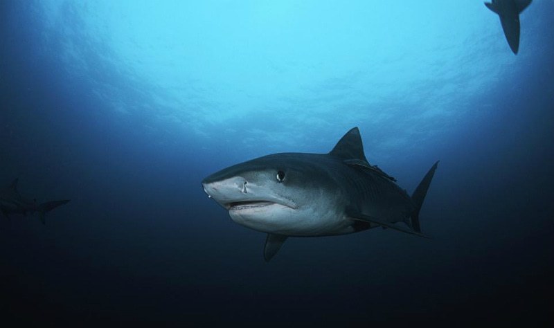 покер акулы