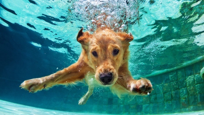 онлайн покер